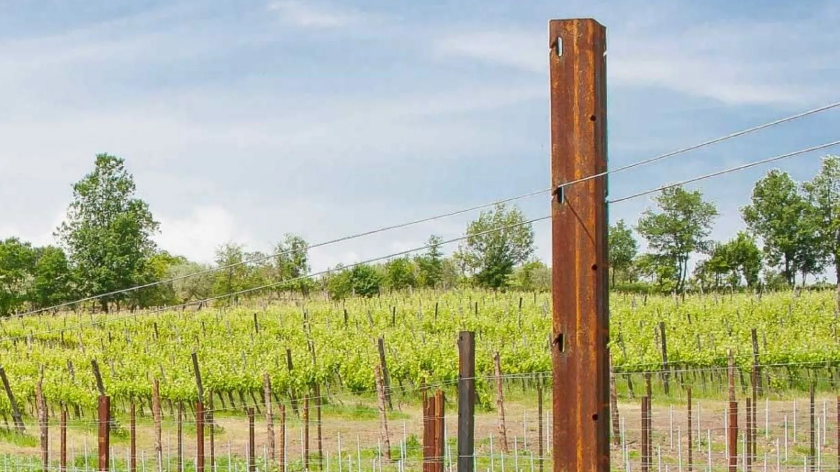 Materiali per vigneti ed oliveti (10).