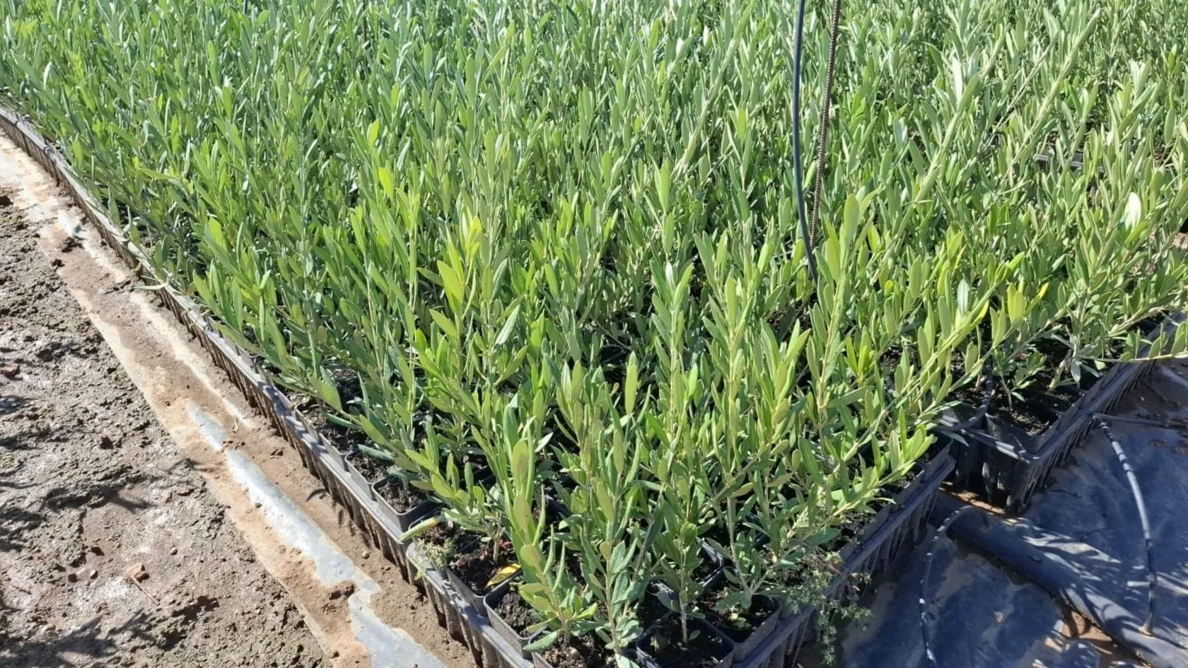 Piante di olivo in vaso per allevamenti intensivi (10).
