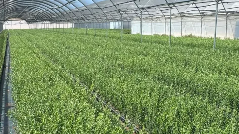 Piante di olivo in vaso per allevamenti intensivi (2).