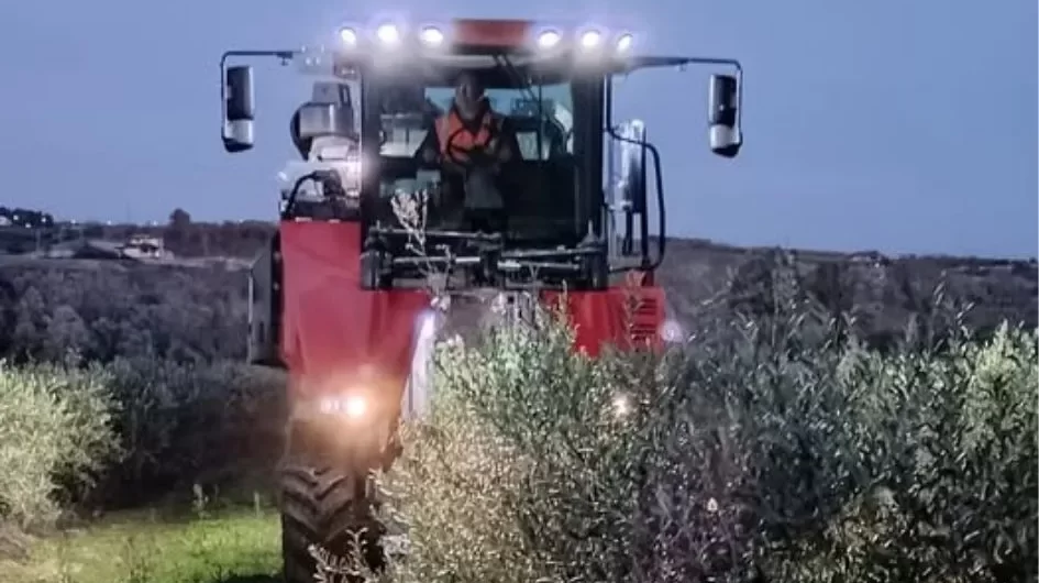 Raccolta meccanica delle olive (2).