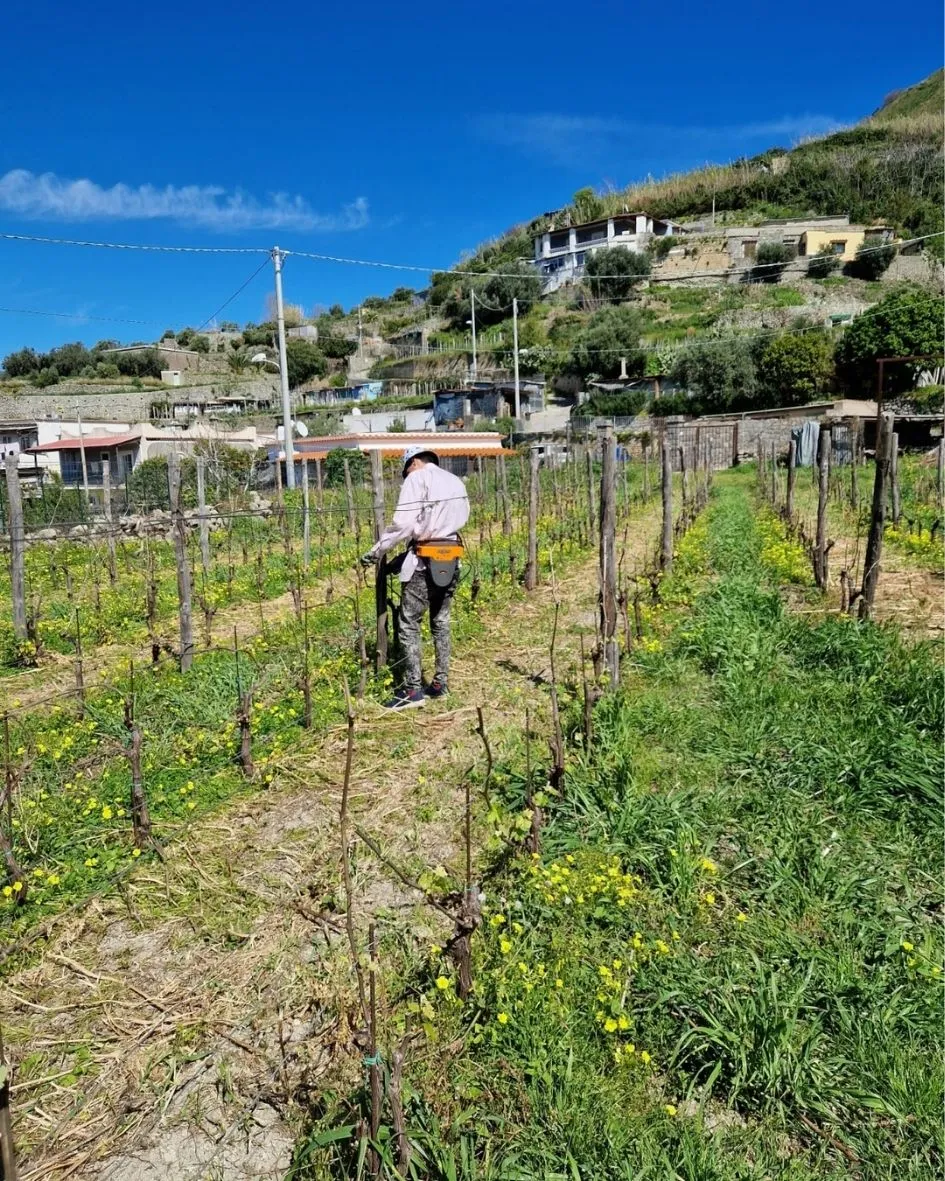 Servizi di gestione per le isole e zone montane (2).
