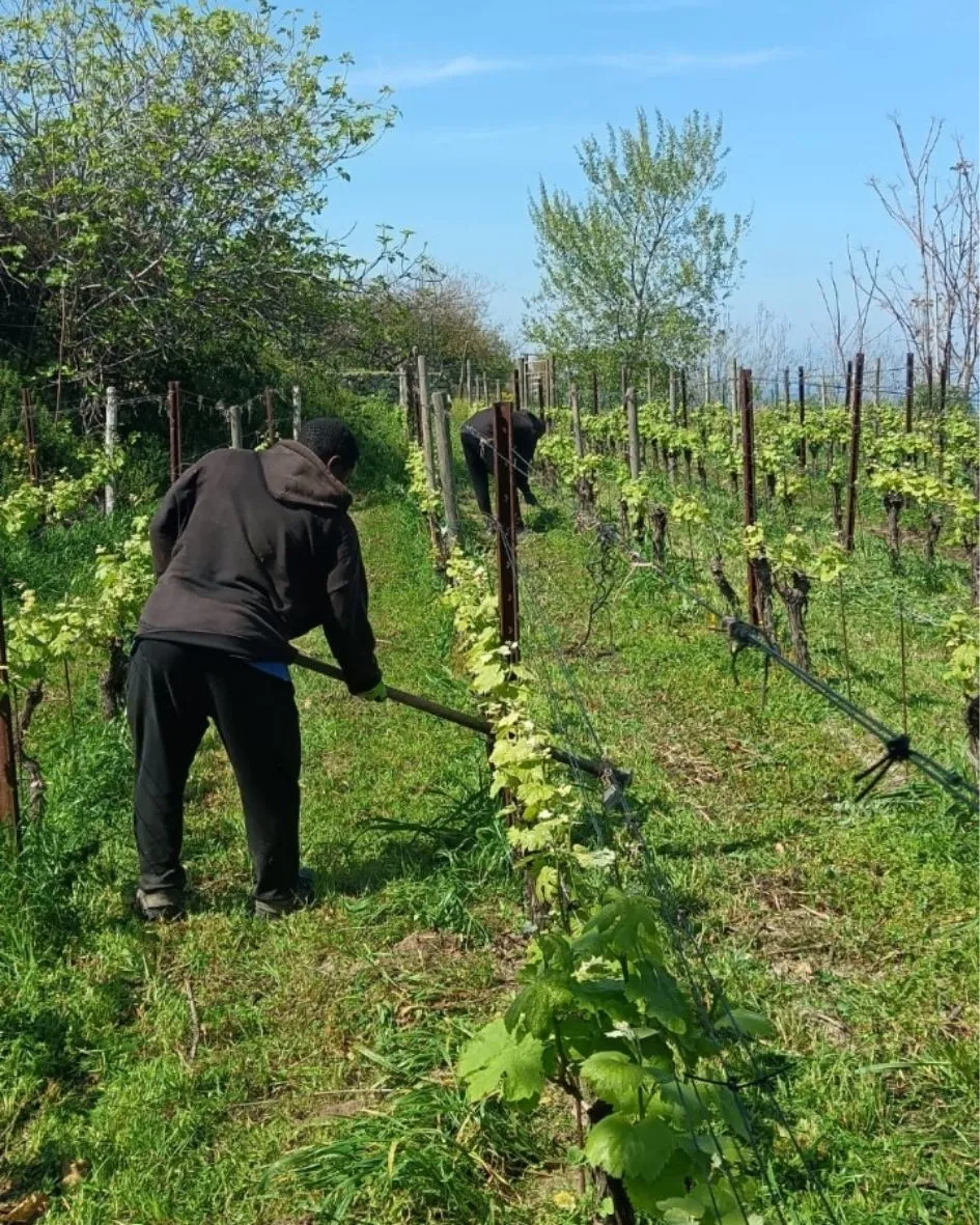 Servizi di gestione per le isole e zone montane (6).