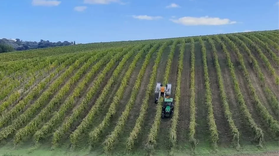 Vendemmia meccanica e trasporto (3).