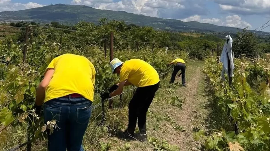ok - ingabbiatura tralci vigneto1 (3).