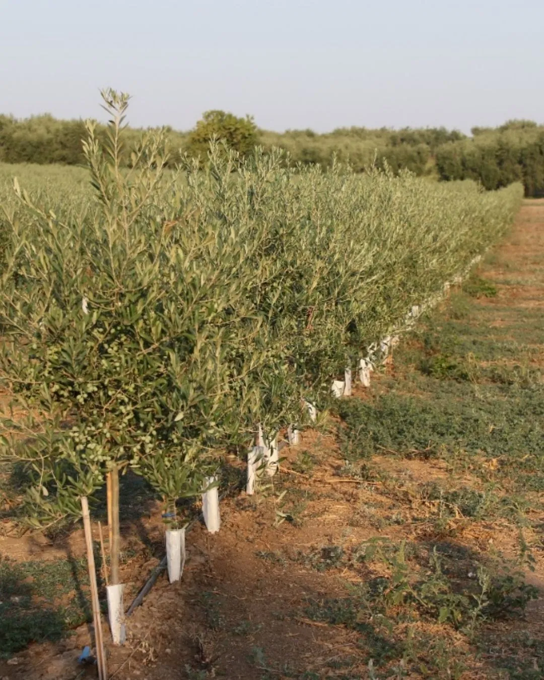 Realizzazione di oliveti intensivi e super intensivi.