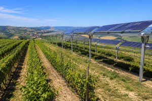 Agrivoltaico per aziende vitivinicole: vigneto con impianto fotovoltaico